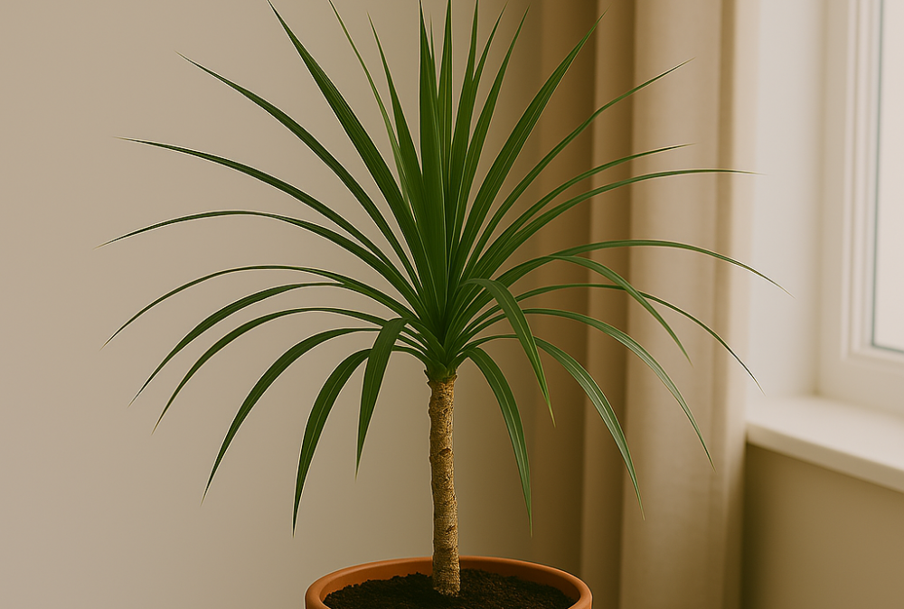 Drachenbaum
