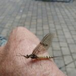 Eintagsfliege Tipps