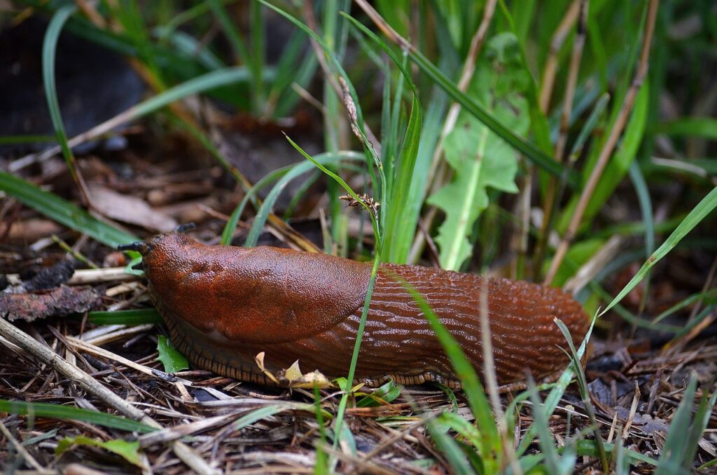 Nacktschnecke