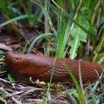 Nacktschnecke
