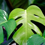 Monstera