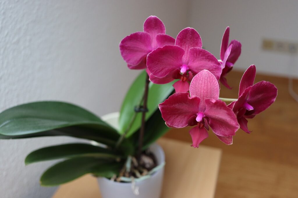 Orchideen in der Wohnung