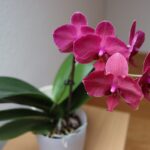 Orchideen in der Wohnung